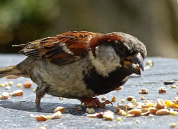 Aliments pour oiseaux boules de graisse premium pomme & raisin