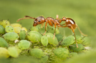Mieren melken de bladluizen 