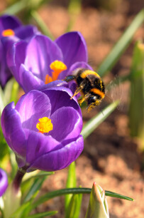 Lentebloeiers helpen de bijen vroeg in het voorjaar.
