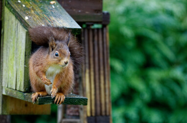 Écureuil roux, comment l'attirer au jardin et le protéger