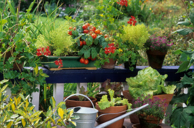 Potager en ville ou sur balcon : cultivez vos légumes en sac