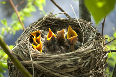 Een nest hongerige jonge vogels