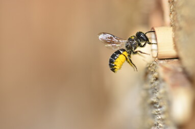 Solitaire bijen nestelt in insectenhotel