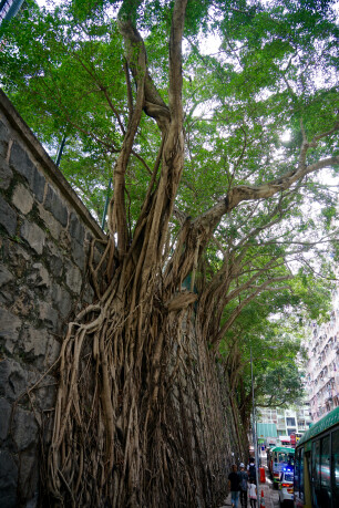 Oude Ficus in hartje Hong Kong
