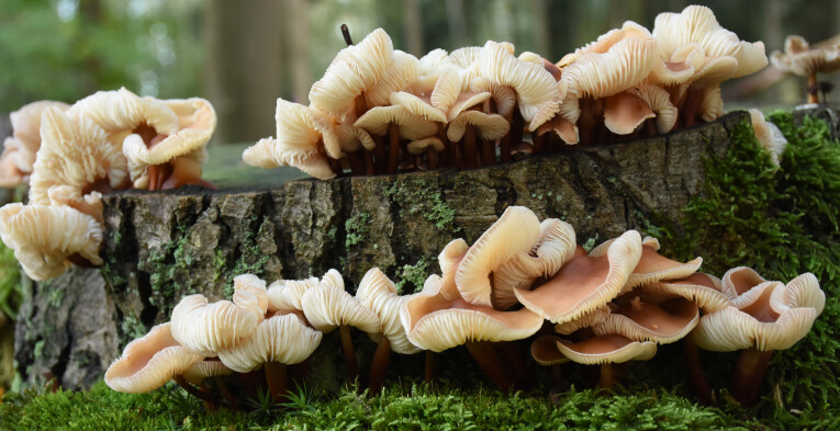 Set de culture de champignons - Webshop - Matelma