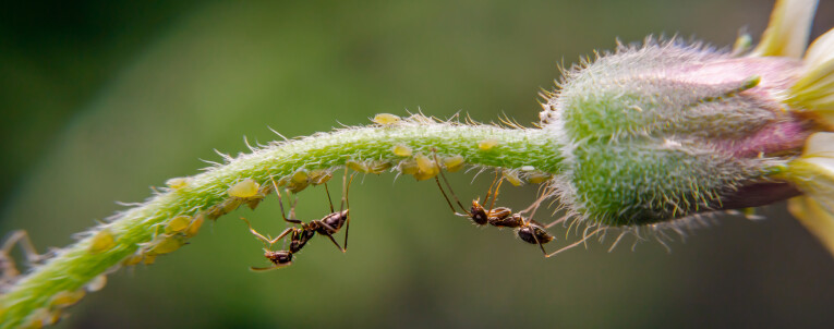 Mieren leven samen met bladluizen