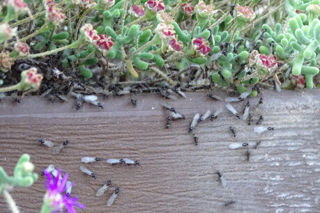 Vliegende mieren preventief bestrijden