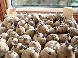 la germination des pommes de terre
