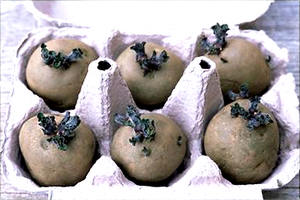 faire germer des pommes de terre dans une boite pour oeufs