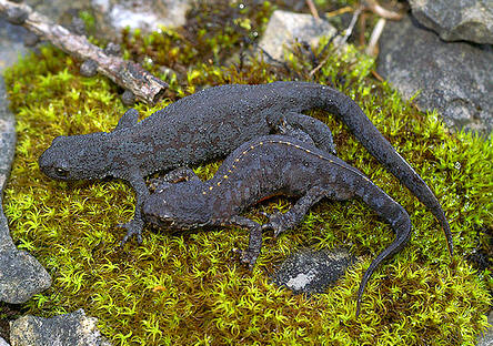 Oh, les belles grenouilles brunes - La Salamandre