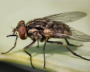 Piège à mouches bio et réutilisable - Webshop - Matelma