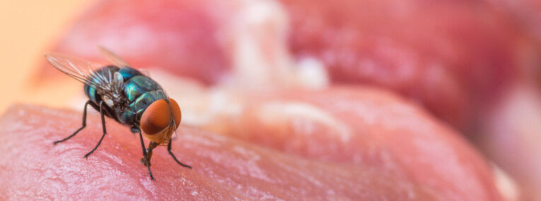 Répulsif mouche naturel : 13 astuces pour ne plus avoir de mouches dans la  maison