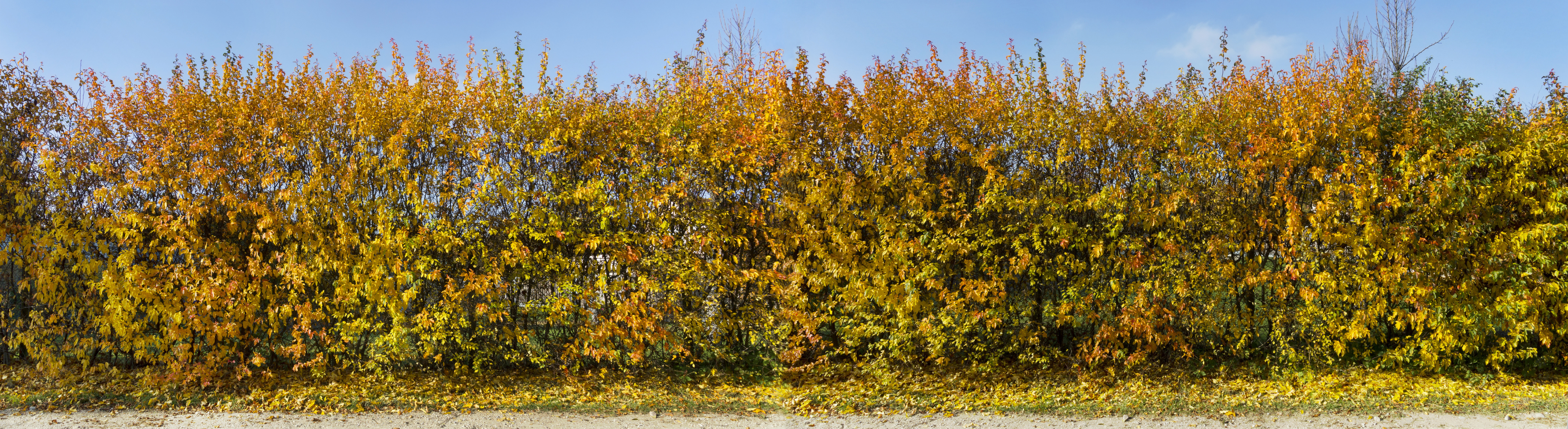 Pas cher et facile à planter !