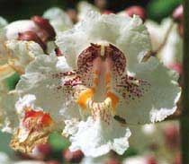 bloem van catalpa speciosa