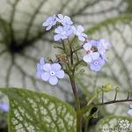 Brunnera macrophylla 'Silverlace' - 