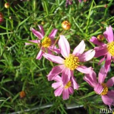 Coreopsis rosea 'American Dream' - CORÉOPSIS ROSE, OEIL DE JEUNE FILLE - Coreopsis rosea 'American Dream'