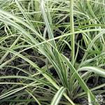 Ophiopogon japonicus 'Silver Mist' - 