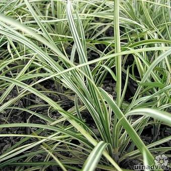 Ophiopogon japonicus 'Silver Mist'