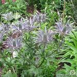 Eryngium alpinum 'Blue Star' - 