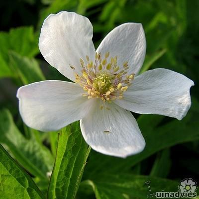 Anemone canadensis - Anemone canadensis