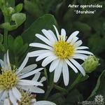 Aster ageratoides - 