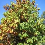 Magnolia officinalis - 