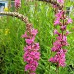 Lythrum salicaria 'Morden Pink' - 
