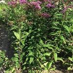 Vernonia gigantea - 