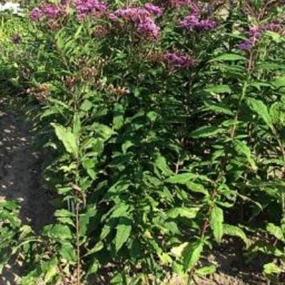 Vernonia gigantea - Hohe Scheinaster