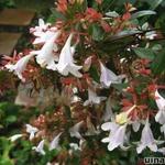 Abelia x grandiflora - Grossblütige Abelie