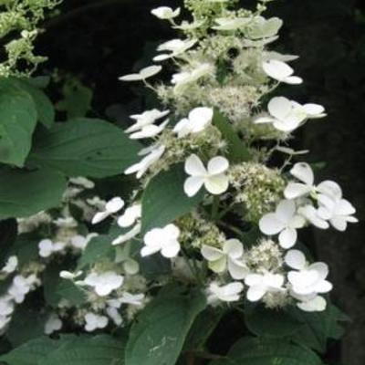 Hydrangea paniculata `White Moth`  - 