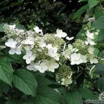 Hydrangea paniculata `White Lace`  - 