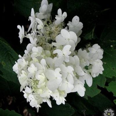Hydrangea paniculata 'Ammarin' - 