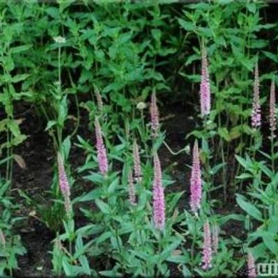 Veronica longifolia 'Pink Damask' - 