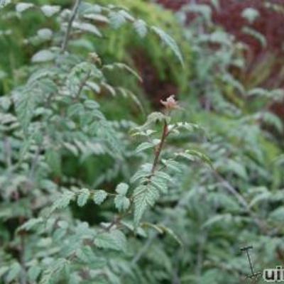 Rubus thibetanus `Silver Fern` - 
