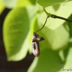 Aristolochia durior - Amerikanische Pfeifenwinde