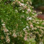 Abelia chinensis - 