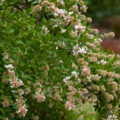 Abelia chinensis - 