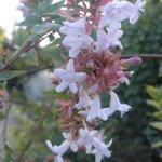 Abelia floribunda - Abelia floribunda - Reichblütige Abelie