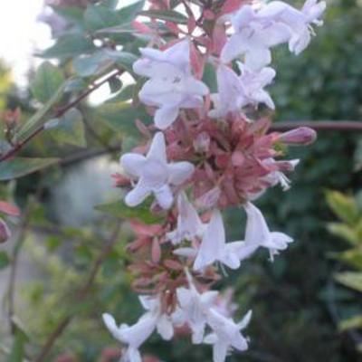 Abelia floribunda - 