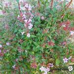 Abelia parvifolia - 