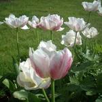 Tulipa - Tulpen