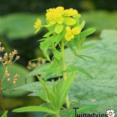 Euphorbia palustris 'Walenburg's Glorie' - 