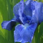 Iris pumila - 