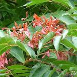 Ailanthus altissima - Ailanthus altissima - 