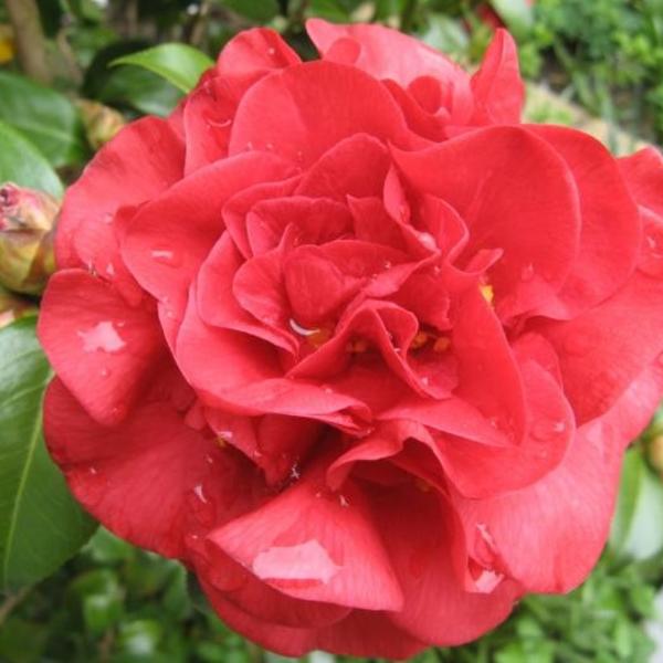 Camellia japonica - Camélia du Japon - buissons - Acheter des plantes en  ligne | Matelma.com