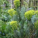 Euphorbia characias - EUPHORBE