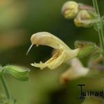 Salvia glutinosa - 
