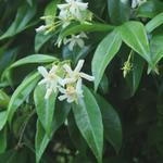 Trachelospermum jasminoides - Faux jasmin - Trachelospermum jasminoides