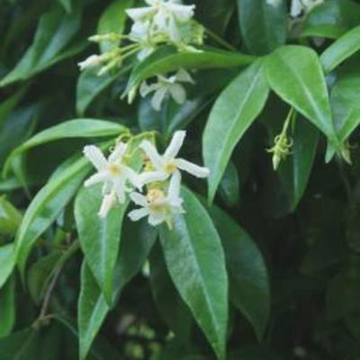 Trachelospermum jasminoides - faux jasmin